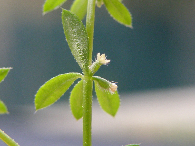Galium aparine L.