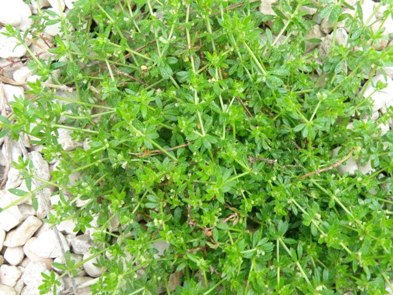 Galium aparine L.