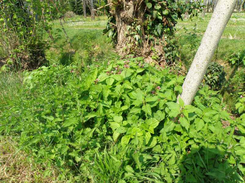 Trasferta trevigiana - Lamium orvala