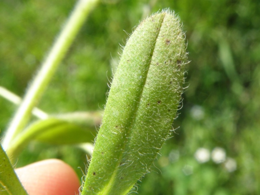 Myosotis ramosissima?