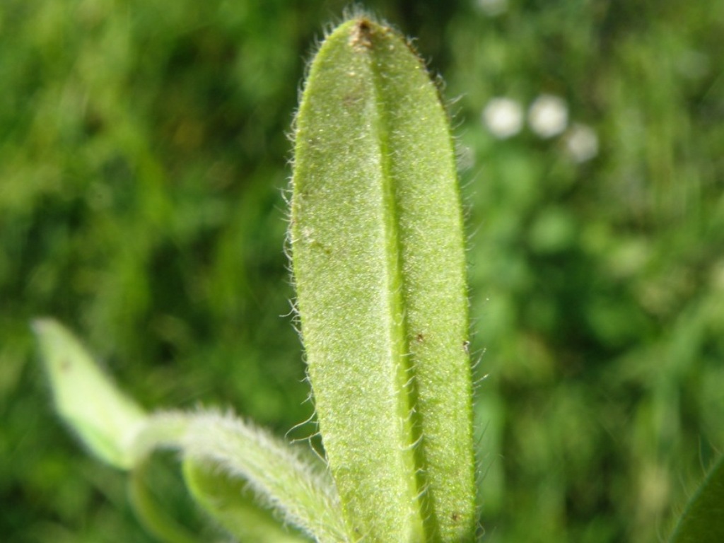 Myosotis ramosissima?