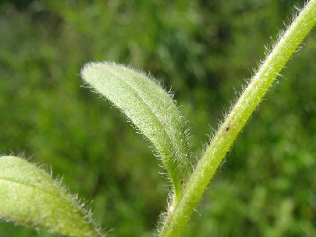 Myosotis ramosissima?