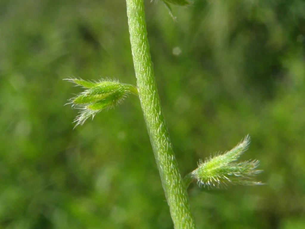 Myosotis ramosissima?