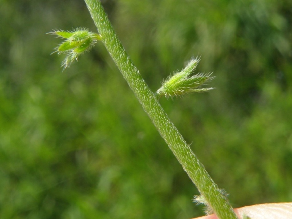 Myosotis ramosissima?