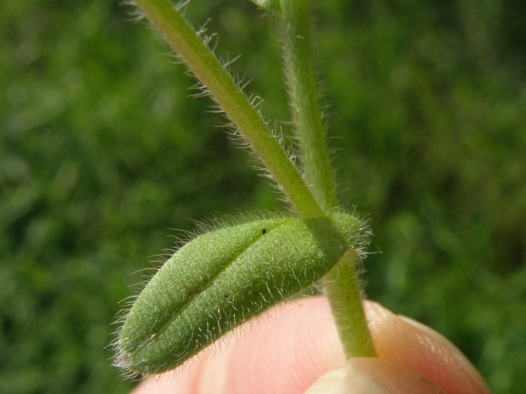 Myosotis ramosissima?
