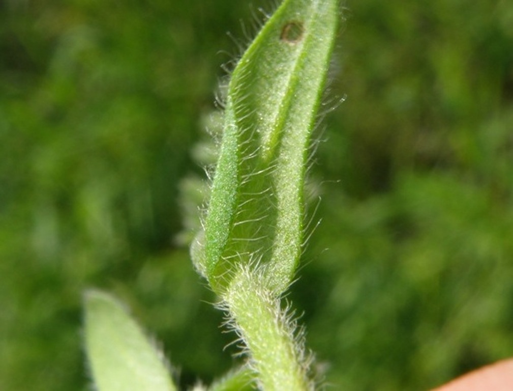 Myosotis ramosissima?