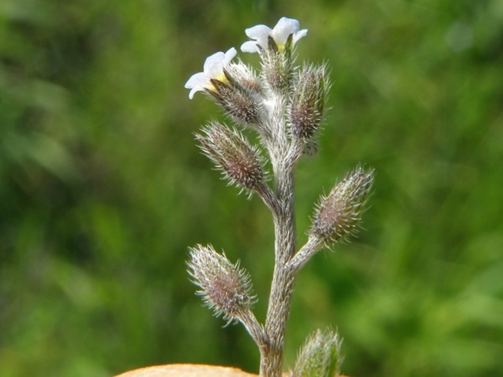 Myosotis ramosissima?