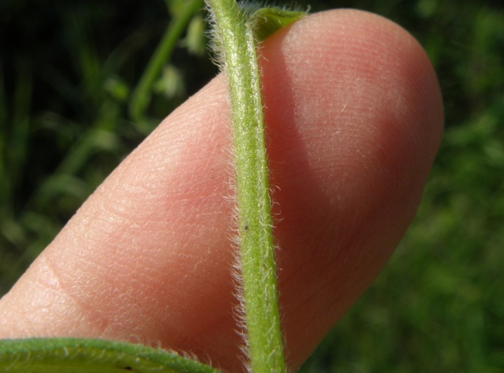 Myosotis ramosissima?