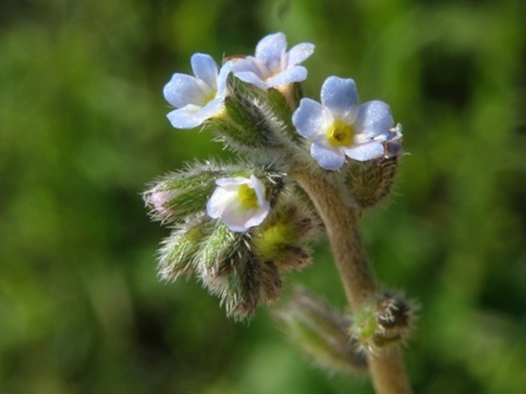 Myosotis ramosissima?