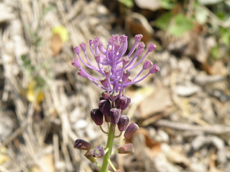 Muscari comosum