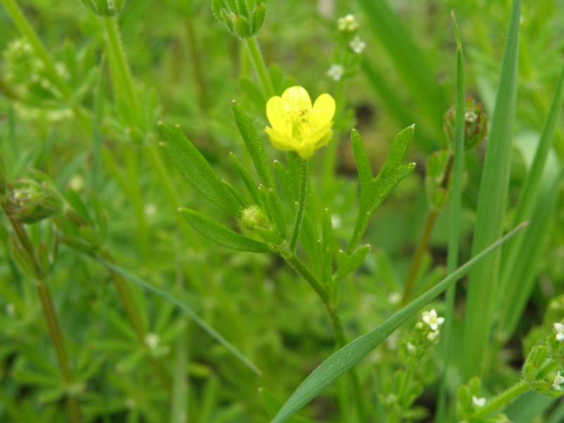Ranunculus sp.