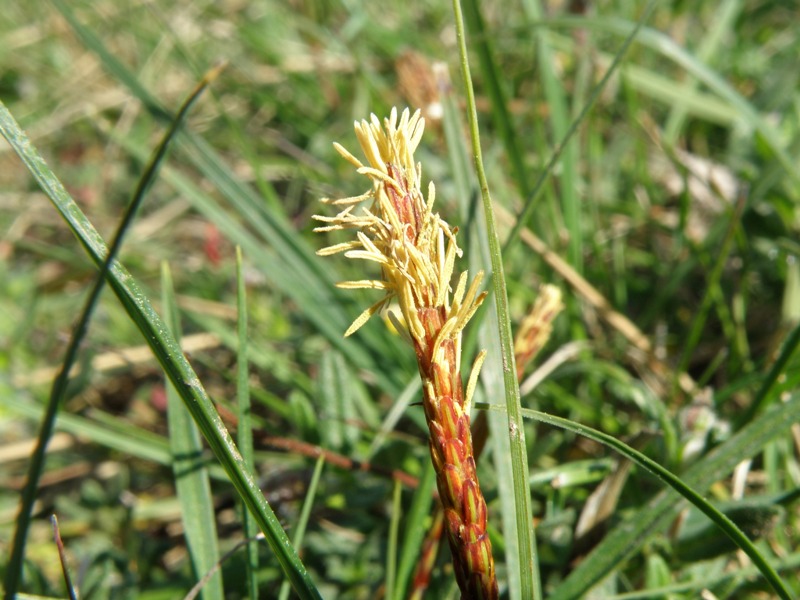 Carex cfr. caryophyllea