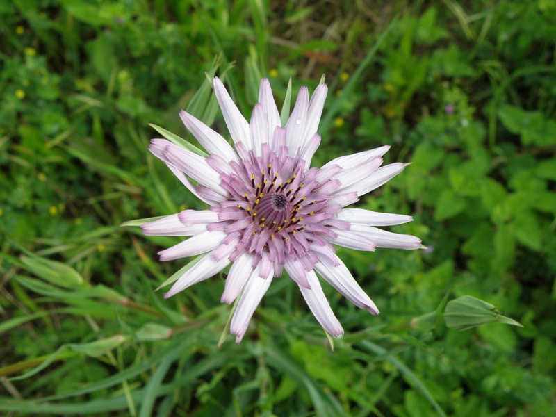 Tragopogon porrifolius ssp. porrifolius