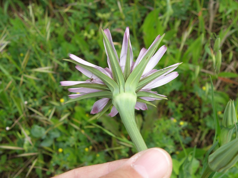Tragopogon porrifolius ssp. porrifolius