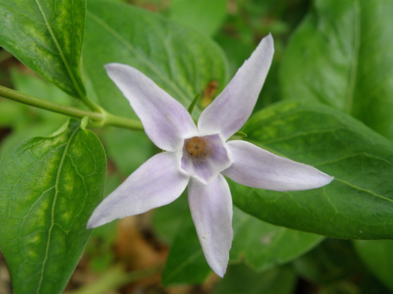 Vinca major