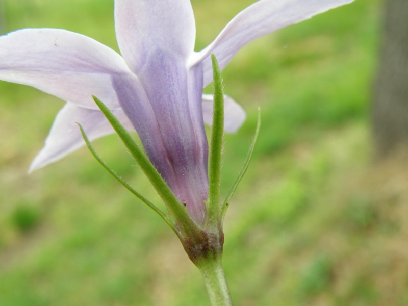 Vinca major