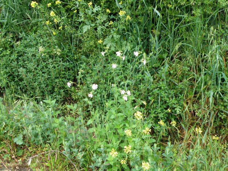 Silene latifolia