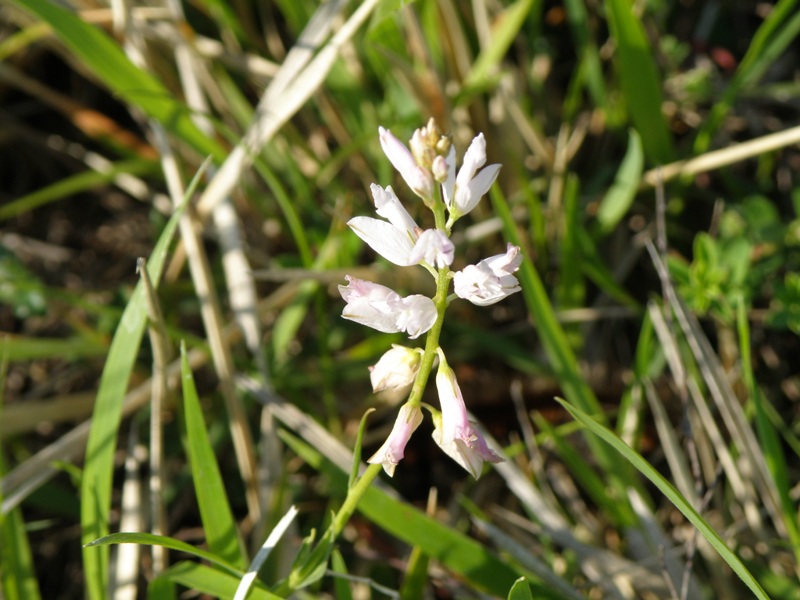 Polygala pallida