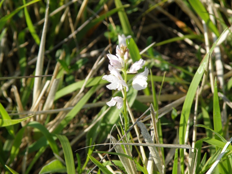 Polygala pallida