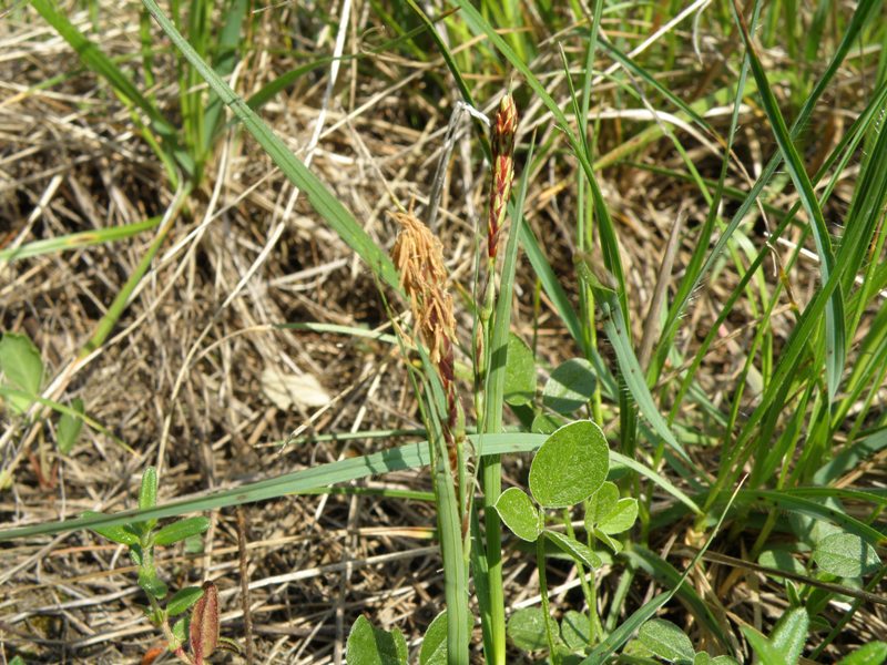 Carex cfr. caryophyllea