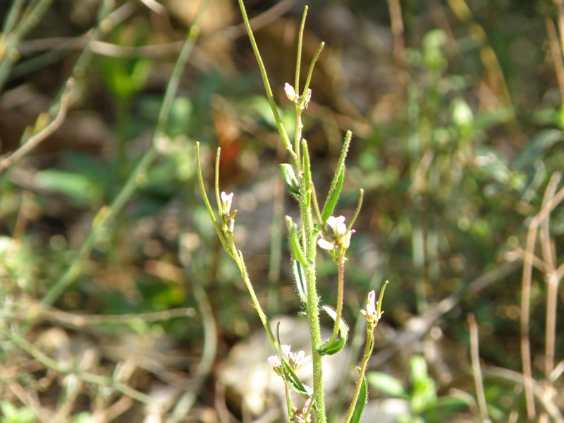Arabis sp.