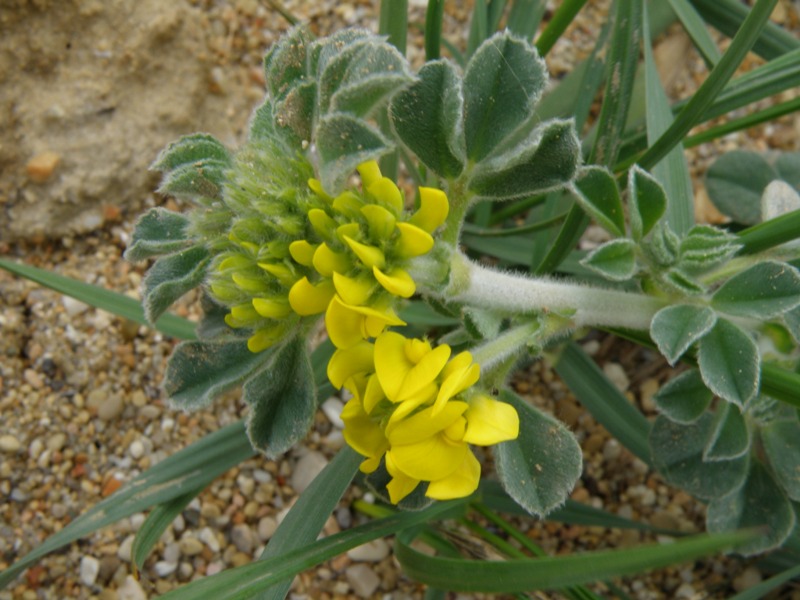 Medicago marina