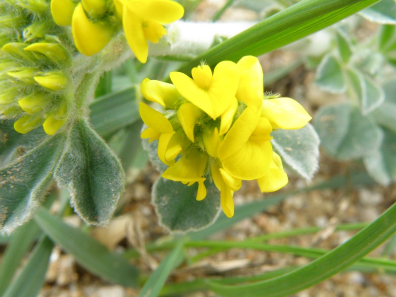 Medicago marina