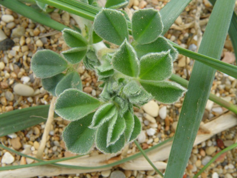 Medicago marina