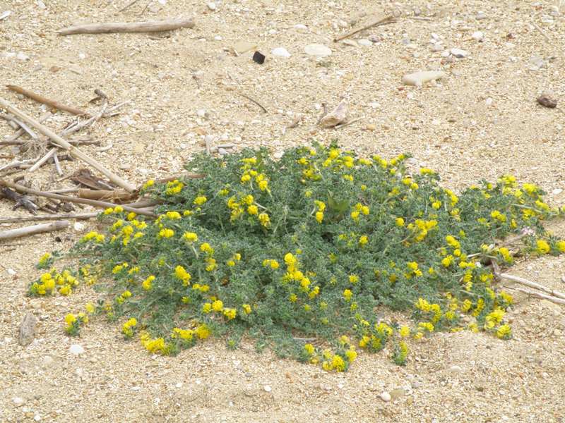 Medicago marina