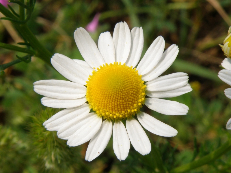 Anthemis ??