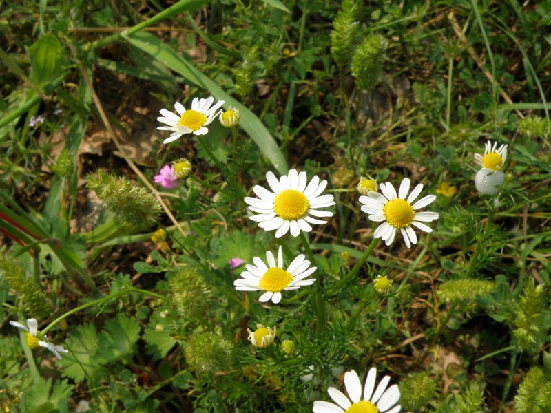 Anthemis ??