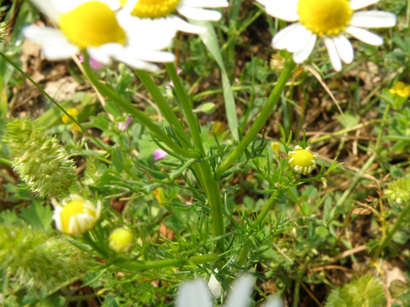 Anthemis ??