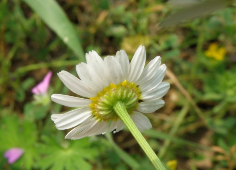 Anthemis ??
