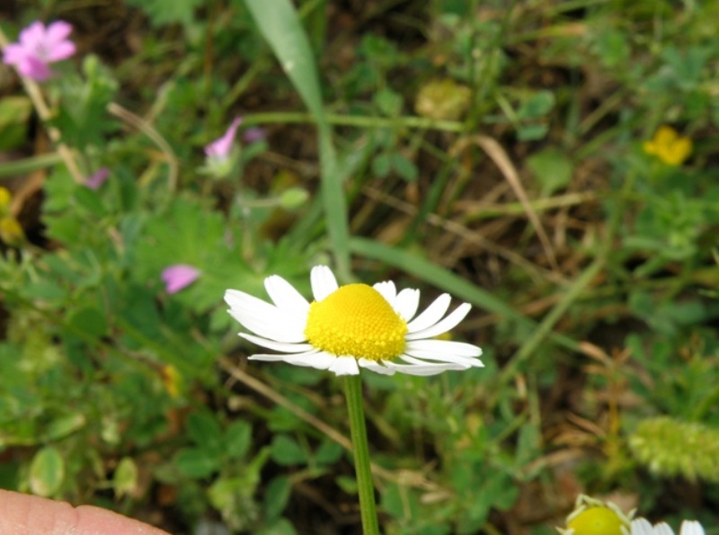 Anthemis ??
