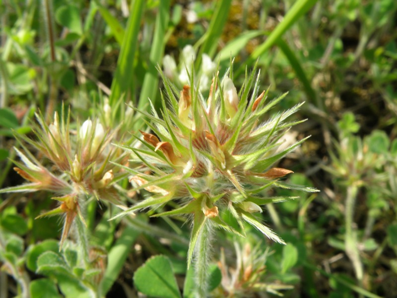 Trifolium stellatum / Trifoglio stellato