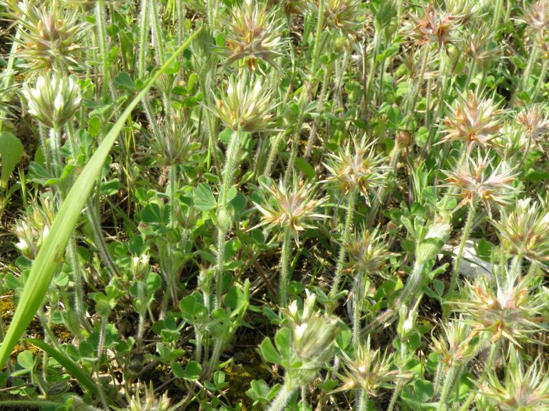 Trifolium stellatum / Trifoglio stellato