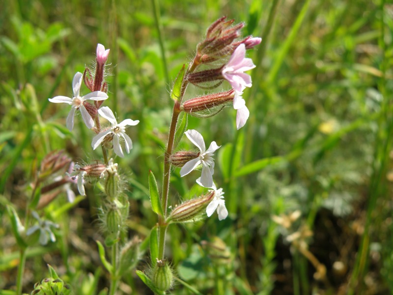 Silene gallica