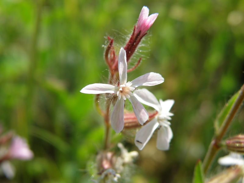 Silene gallica