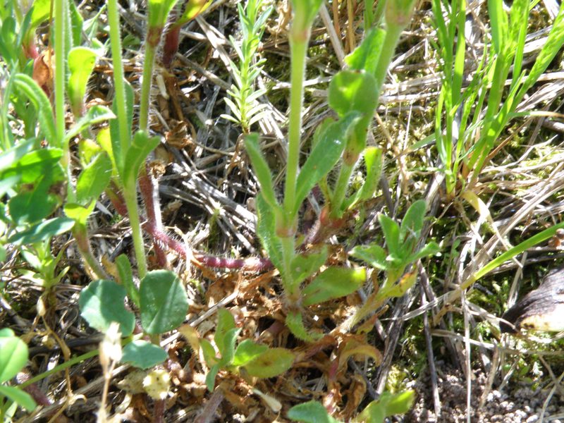 Silene gallica