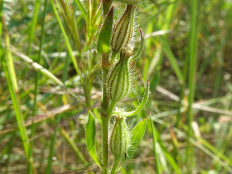 Silene gallica