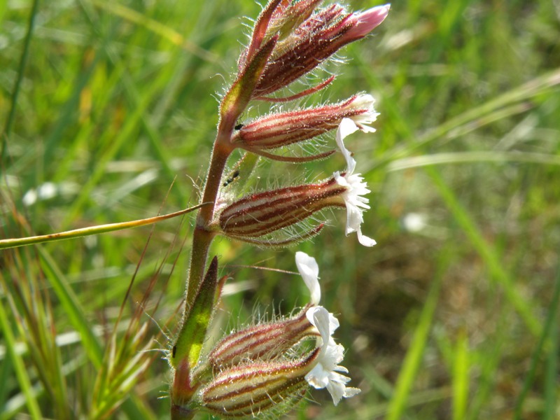 Silene gallica