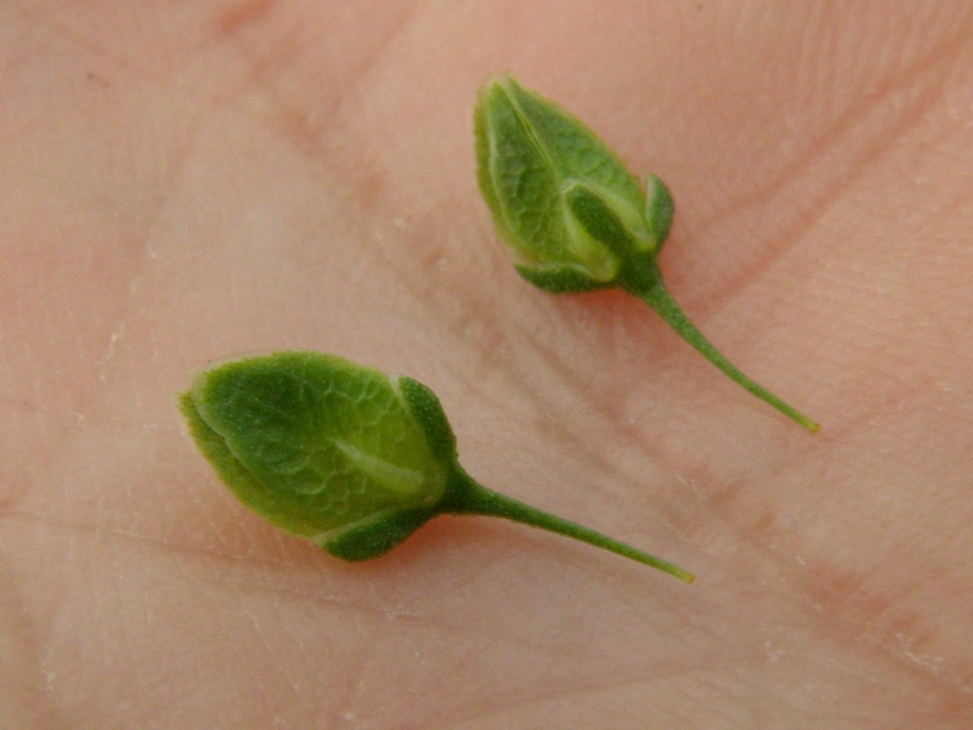 Rumex crispus