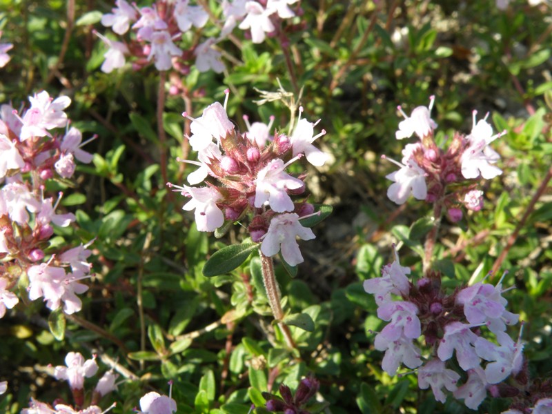 Thimus sp.