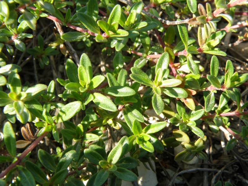 Thimus sp.