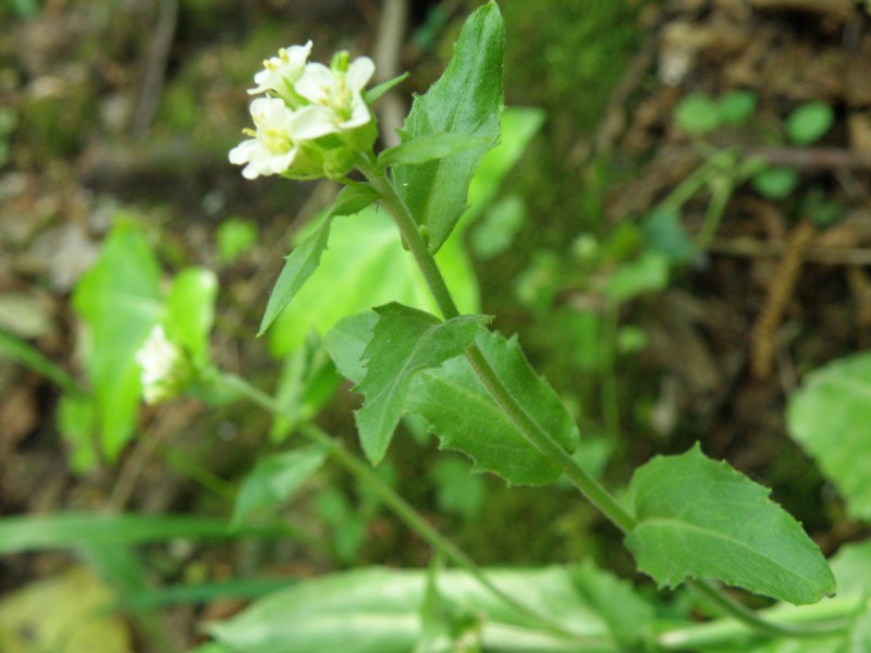 Arabis cfr. turrita