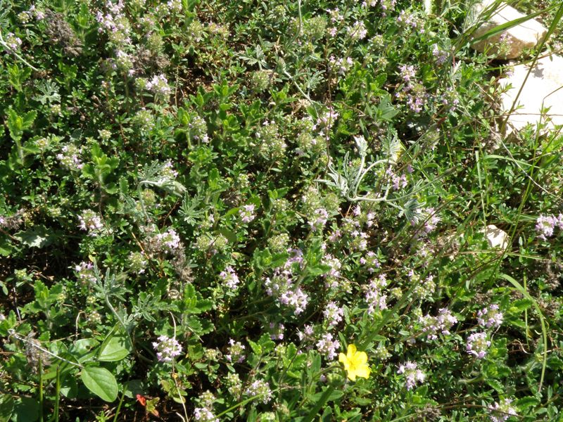 Thymus 2