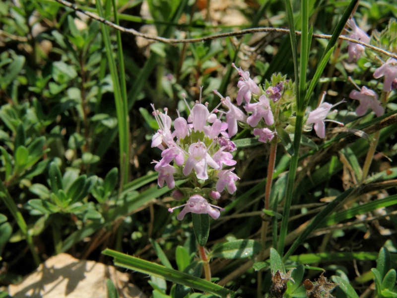 Thymus 2