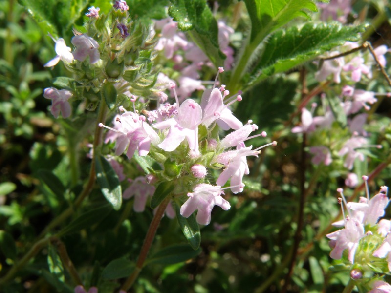 Thymus 2