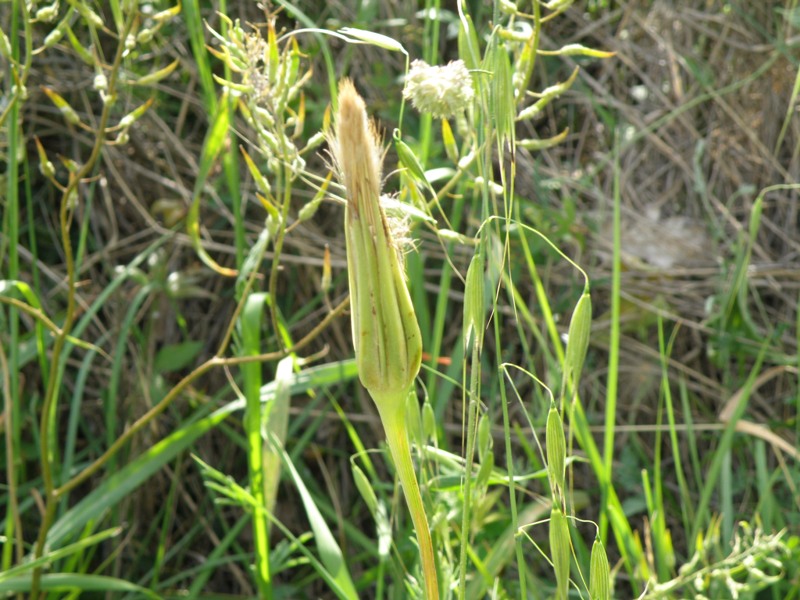 Tragopogon porrifolius