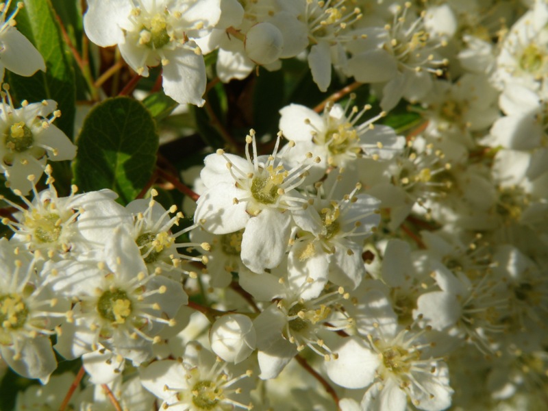 Pyracantha coccinea M. Roem.